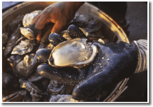 TM Williams and Sons